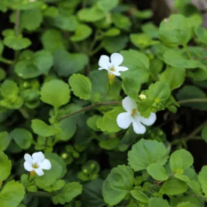 Brahmi