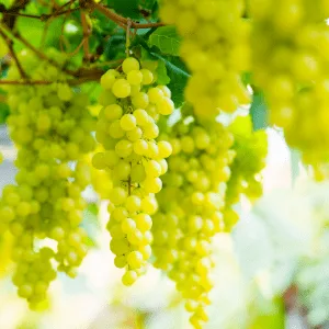 Grapes
