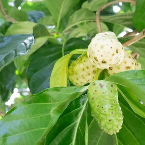 exotic-noni-fruit
